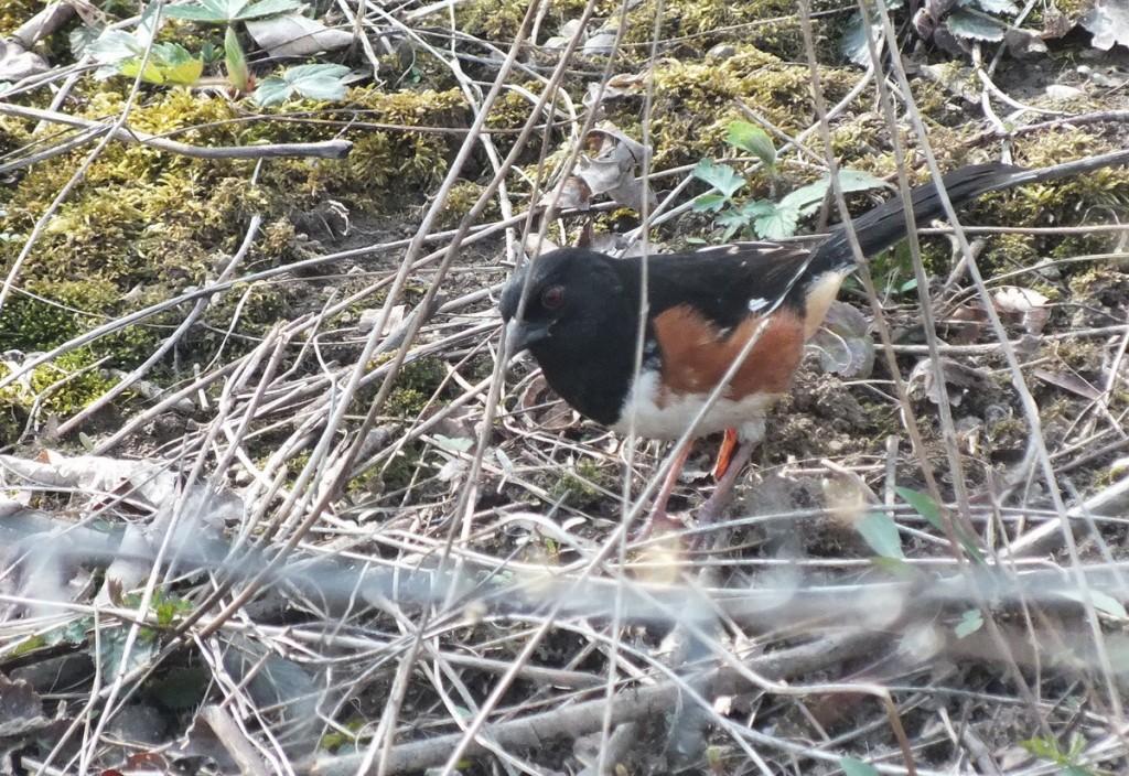 eastern towhee  - in thicket - Beamer Memorial Conservation Area -  Grimsby - Ontario