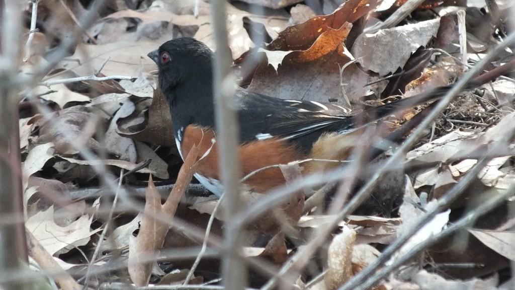 eastern towhee - among leaves on the ground - Beamer Memorial Conservation Area -  Grimsby - Ontario
