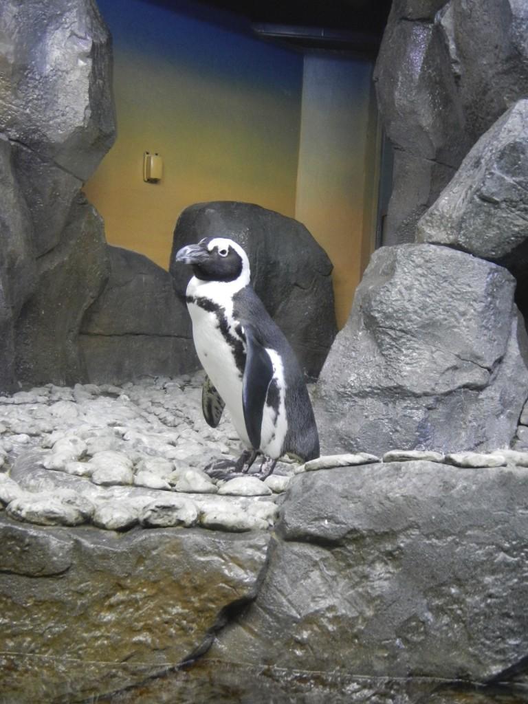 Aquarium penguin