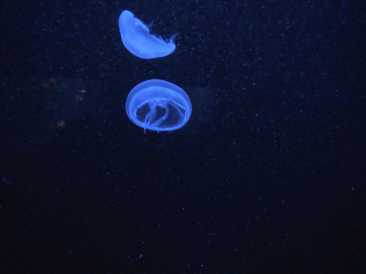 Jellyfish in blue