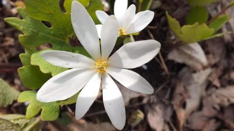 Bloodroot Flower, Closeup, Beamer Memorial Conservation Area, Grimsby