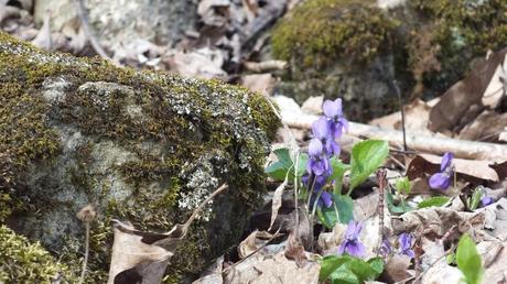 Northern Blue Violet, Lichen-encrusted Rock, Beamer Memorial Conservation Area, Grimsy