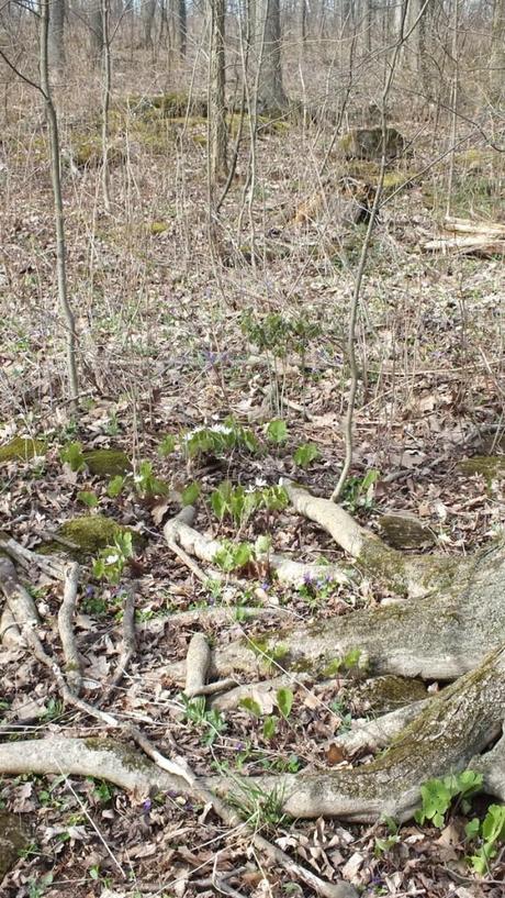 Bloodroot Plants on Forest Floor, Beamer Memorial Conservation Area, Grimsby