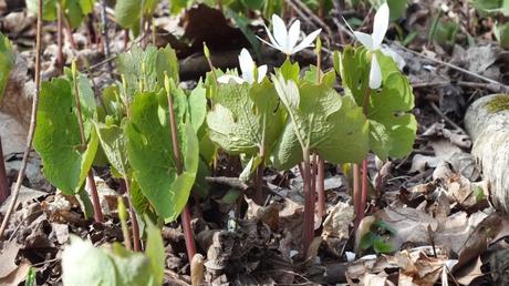 Bloodroot Flowers and Leaves, Beamer Memorial Conservation Area, Grimsby