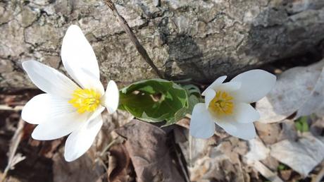 Bloodroot, Beamer Memorial Conservation Area, Grimsby