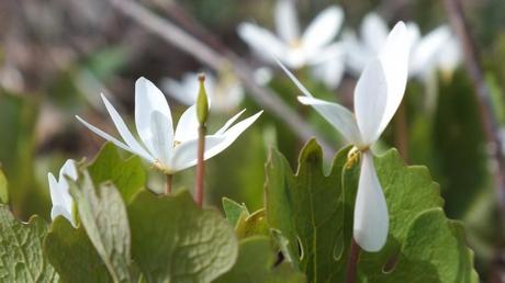 Bloodroot Closeup, Beamer Memorial Conservation Area, Grimsby