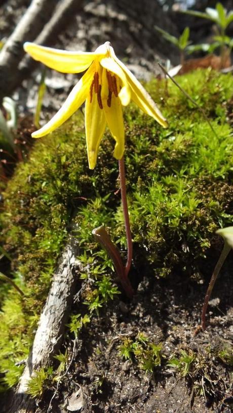 Trout Lily and Moss, Beamer Memorial Conservation Area, Grimsby