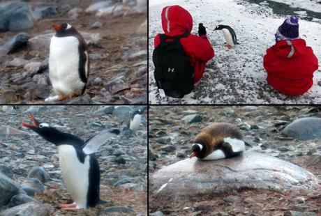 The many faces of penguins_MS