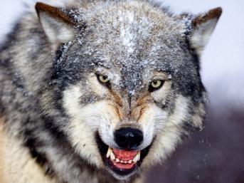 angry_wolf_wallpaper-1600x1200