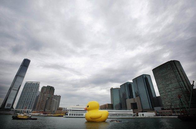 Florentijn Hofman's Floating Duck Sculpture Arrives In Hong Kong