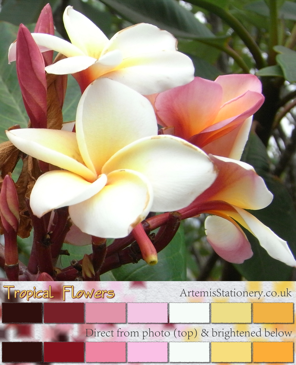 Tropical flower color inspiration for wedding stationery color schemes