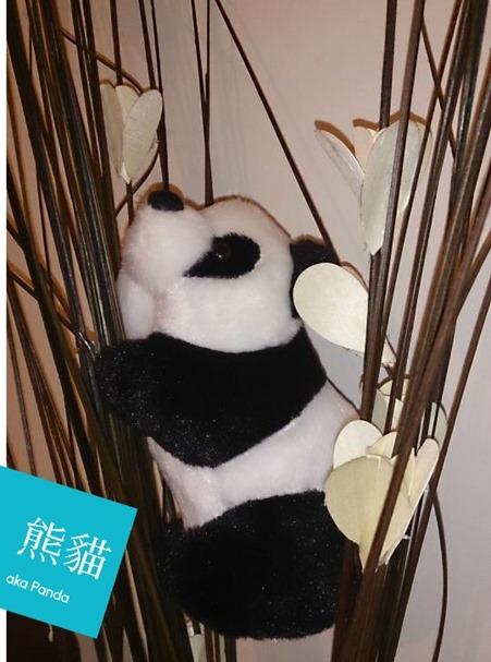 panda  china