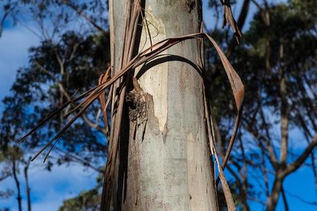 bark peeling on eucalypt tree