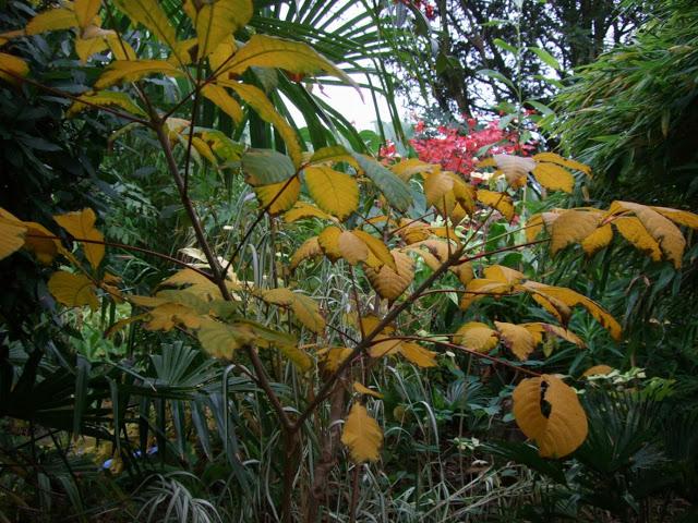 Aesculus parviflora