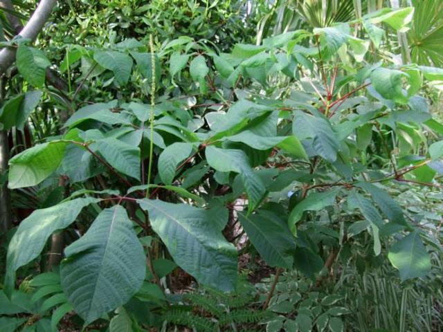 Aesculus parviflora