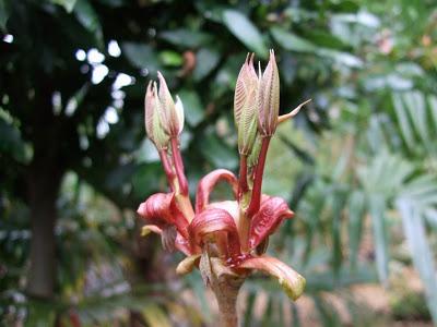 Aesculus parviflora