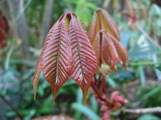 Aesculus parviflora