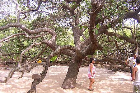 The Largest Cashew Tree In The World