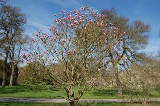 Magnolia 'Star Wars' (21/04/2013, Kew Gardens, London)