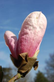 Magnolia 'Star Wars' Flower (21/04/2013, Kew Gardens, London)