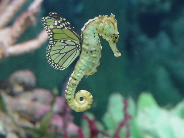 Butterfly Seahorses - Paperblog