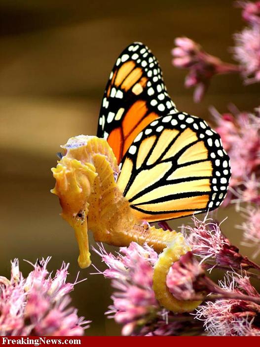 Butterfly Seahorses