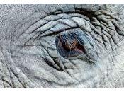 What Beauty Lies Eyes Elephants