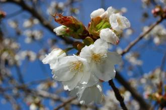 Prunus 'Tai Haku' Flower (21/04/2013, Kew Gardens, London)