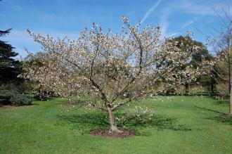 Prunus 'Tai Haku' (21/04/2013, Kew Gardens, London)