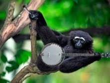 Somebody Asked To See The Gibbon Playing A Banjo Image Again…..