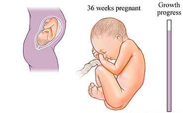 36th Week of Pregnancy