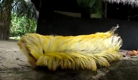 Donald Trump Caterpillar