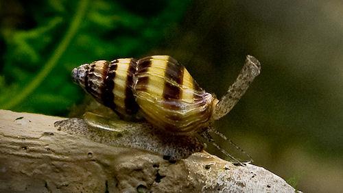 The Innocent-Looking But Deadly Assassin Snail