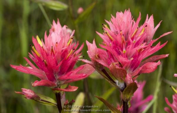 Alpine Paintbrush - castilleja rhexifolia