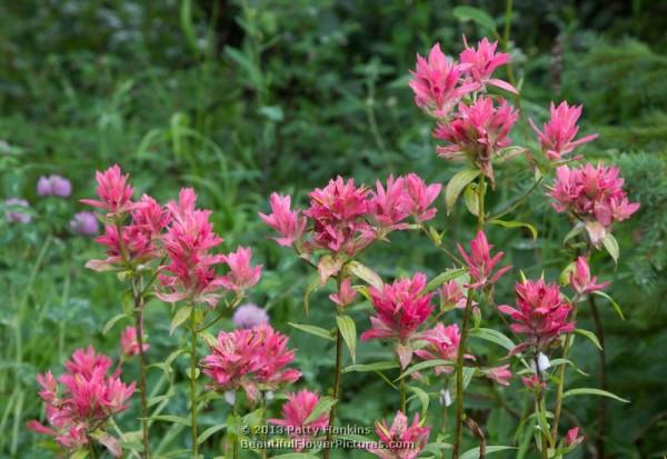 Alpine Paintbrush - castilleja rhexifolia