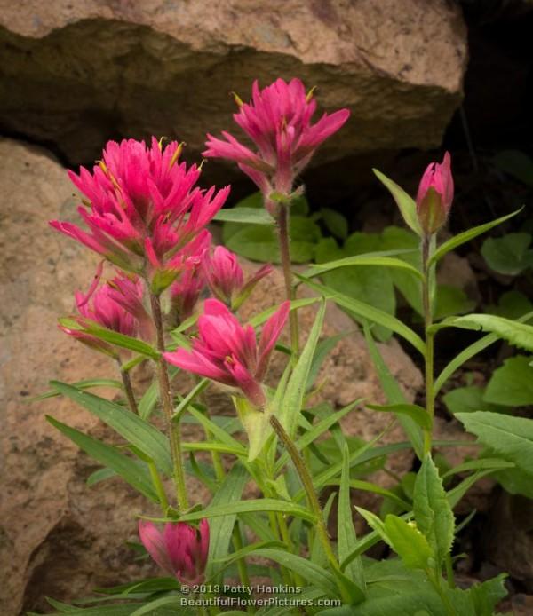 Alpine Paintbrush - castilleja rhexifolia