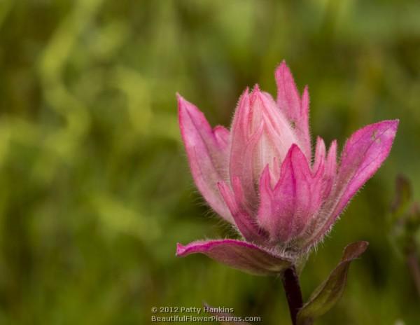 Alpine Paintbrush - castilleja rhexifolia