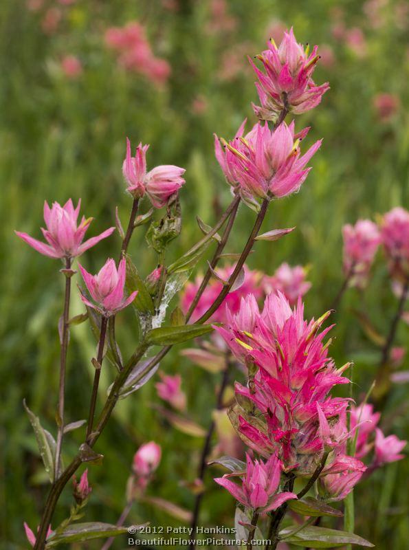 Alpine Paintbrush - castilleja rhexifolia