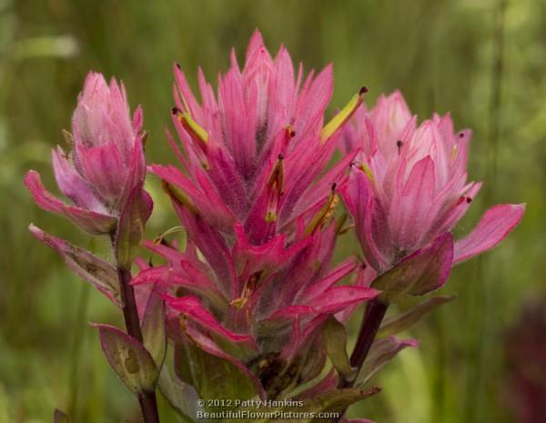 Alpine Paintbrush - castilleja rhexifolia