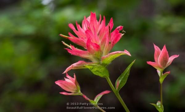 Alpine Paintbrush - castilleja rhexifolia