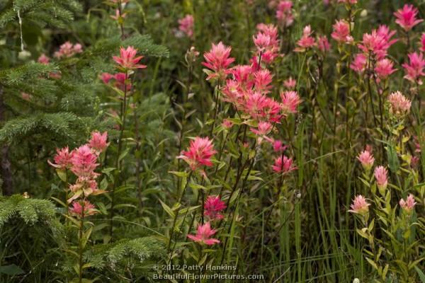 Alpine Paintbrush - castilleja rhexifolia