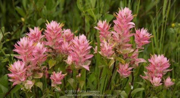 Alpine Paintbrush - castilleja rhexifolia