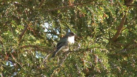 robin in tree - glendalough - wicklow - ireland