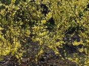 Plant Week: Forsythia Viridissima