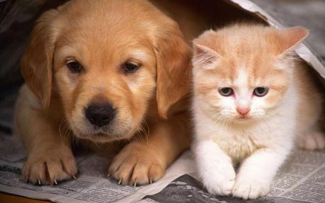 cute kitten and puppy