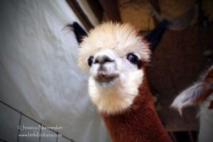 Whispering Pines Alpaca Farm in Nashville, Indiana