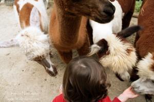 Whispering Pines Alpaca Farm in Nashville, Indiana