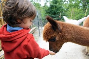 Whispering Pines Alpaca Farm in Nashville, Indiana