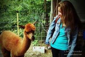 Whispering Pines Alpaca Farm in Nashville, Indiana