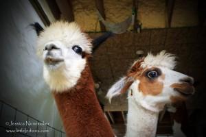 Whispering Pines Alpaca Farm in Nashville, Indiana